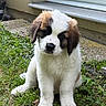 puppy, dog, grass, outdoor, young, fluffy, pet, animal, window, house, nature, cute, sitting, mammal, fur, ears, nose, paw, garden, calm