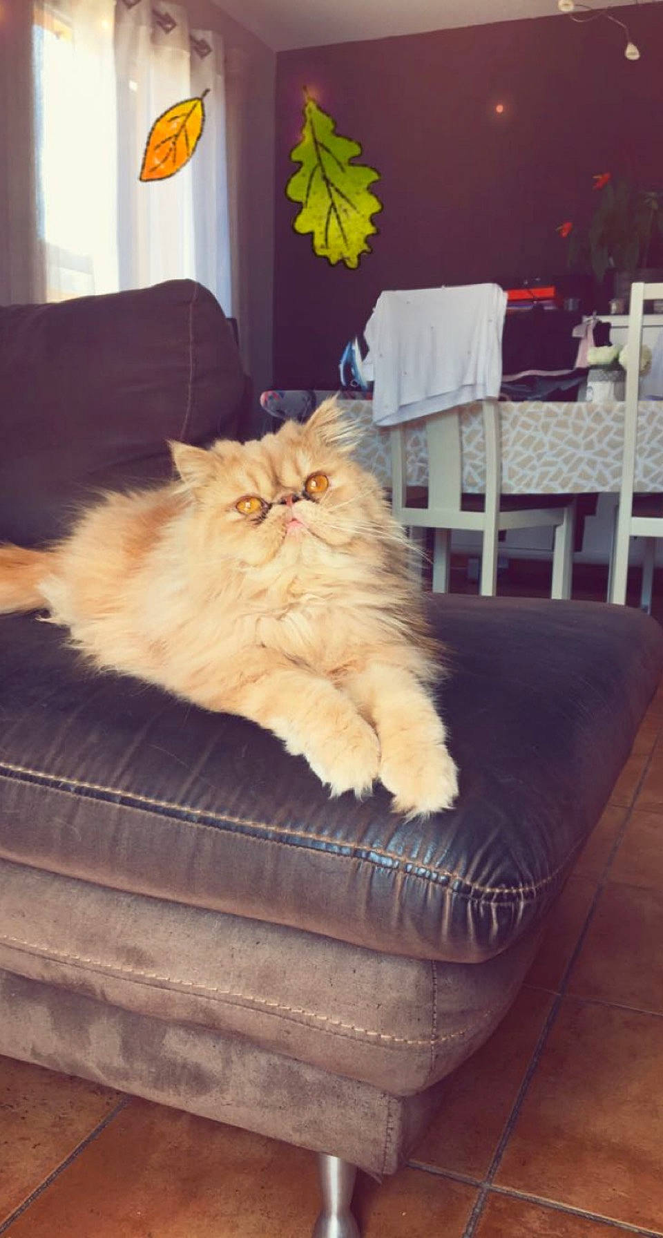 Myla a rejoint le concours — aidez-le/la à gagner de superbes lots ! carnivore, cat, chair, comfort, couch, eye, fawn, felidae, floor, flooring, fur, furniture, hardwood, plant, room, small_to_medium_sized_cats, snout, tail, whiskers, wood