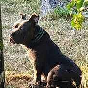 Aïko a rejoint le concours — aidez-le/la à gagner de superbes lots ! dog, outdoor, grass, sunlight, collar, ball, plant, leaf, pet, animal, sitting, brown, nature, summer, daylight, quiet, resting, canine, ears, side_view