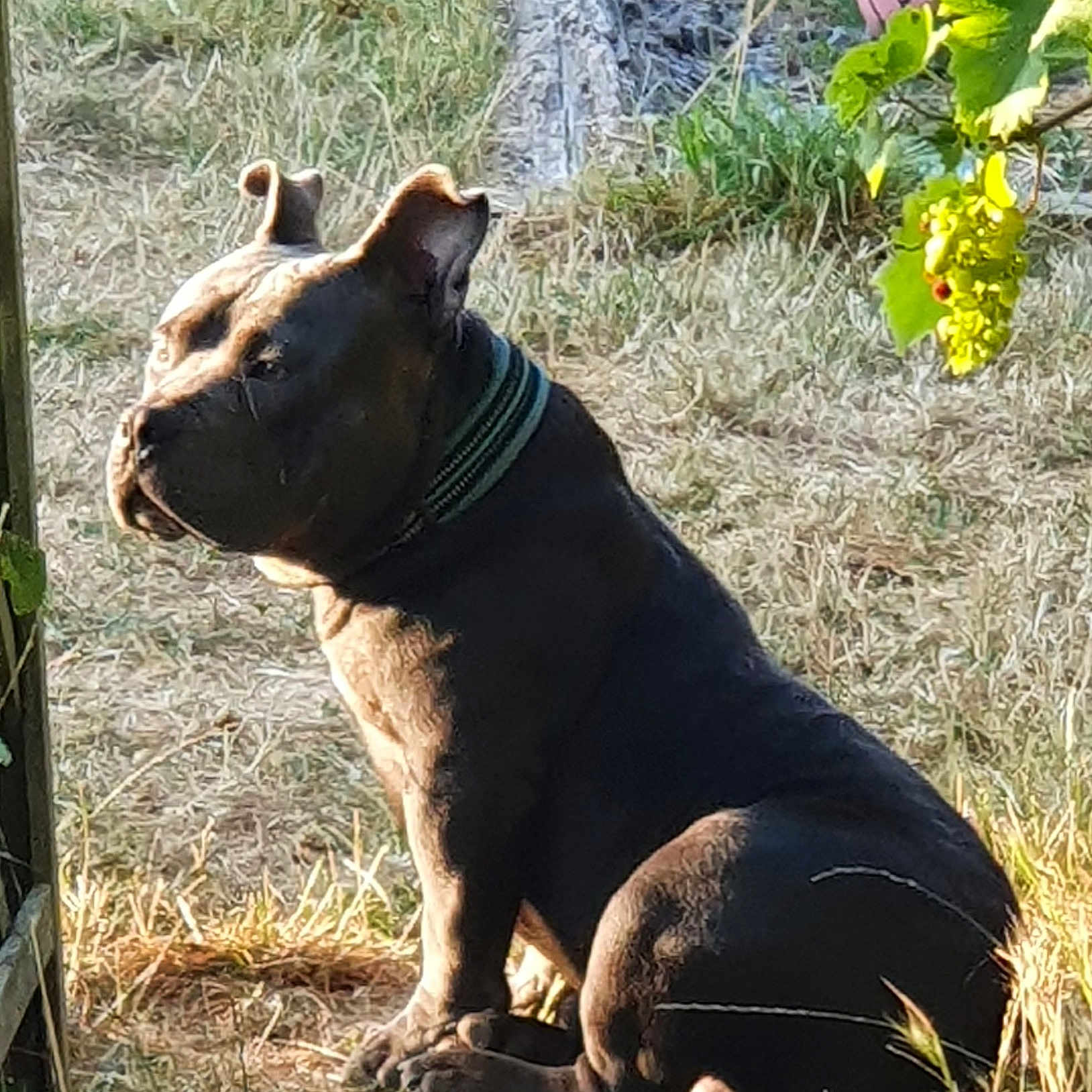 Aïko a rejoint le concours — aidez-le/la à gagner de superbes lots ! dog, outdoor, grass, sunlight, collar, ball, plant, leaf, pet, animal, sitting, brown, nature, summer, daylight, quiet, resting, canine, ears, side_view