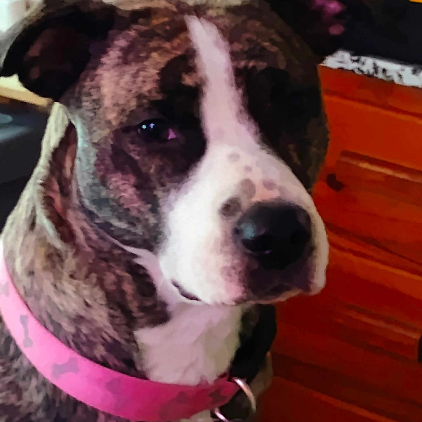 Abby is registered to the contest to win money with this photo: dog, brindle, collar, pink_collar, indoor, pet, mammal, animal, canine, furniture, dresser, tool_bag, brown, white, face, ears, snout, calm, sitting, close_up