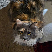 Cloud joined the competition — help win amazing prizes! cat, fluffy, yellow_eyes, couch, beige, pillow, carpet, indoor, pet, feline, animal, fur, looking_up, curious, cozy, home, relaxed, whiskers, multi_color, sitting