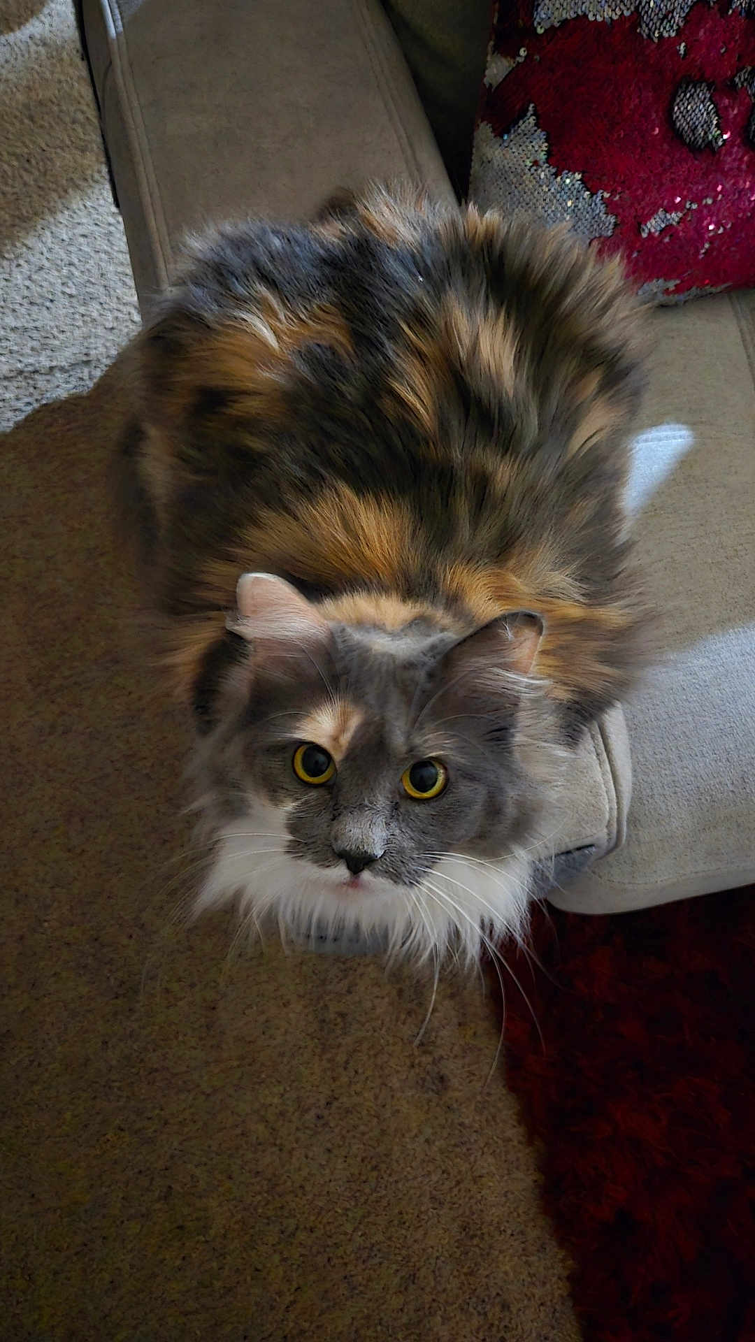 Cloud joined the competition — help win amazing prizes! cat, fluffy, yellow_eyes, couch, beige, pillow, carpet, indoor, pet, feline, animal, fur, looking_up, curious, cozy, home, relaxed, whiskers, multi_color, sitting
