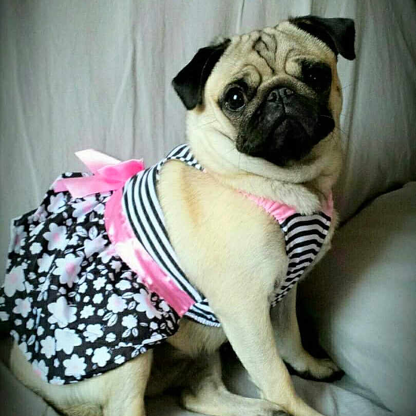 Lola