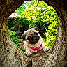 animal, canine, curious, cute, daylight, dog, forest, greenery, harness, leash, nature, outdoor, pet, portrait, pug, puppy, stream, tree_trunk, wood, young