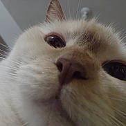 Princess Theo is registered to the contest to win money with this photo: animal, cat, close, close_up, curious, cute, domestic, eyes, face, feline, friendly, fur, head, indoor, mammal, nose, pet, portrait, soft, whiskers