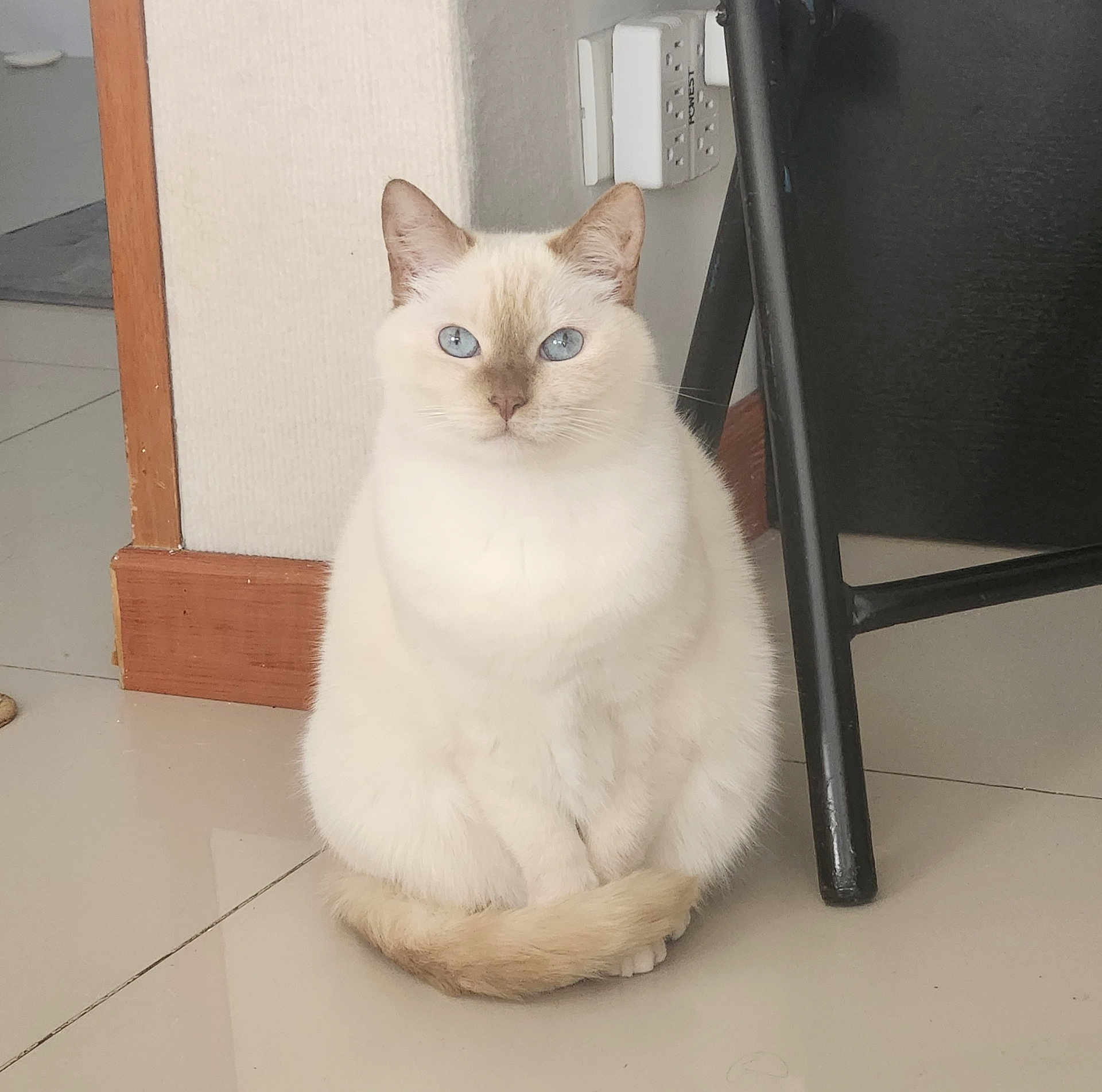 Princess Theo