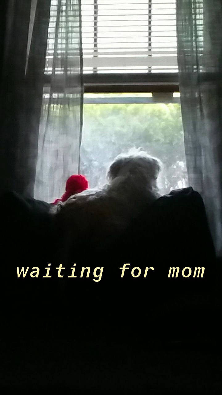 Jack is registered to the contest to win money with this photo: backlighting, curtain, darkness, daylighting, font, glass, mammal, photo_caption, room, sky, tints_and_shades, tree, window, window_treatment