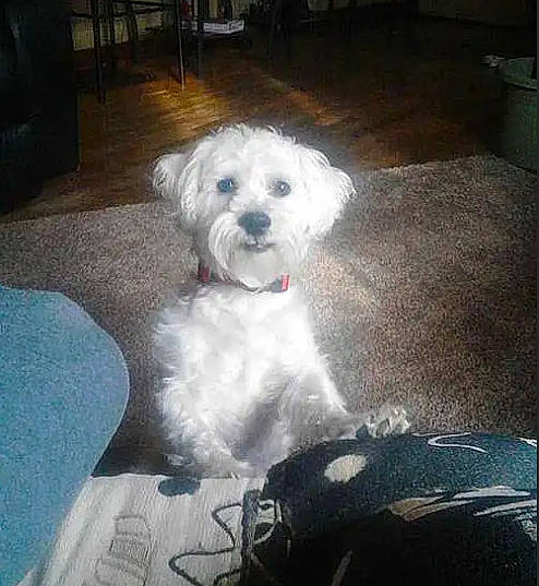 Jack joined the competition — help win amazing prizes! bichon, bolognese, carnivore, chair, cloud, cockapoo, companion_dog, dog, dog_breed, fur, goldendoodle, labradoodle, meteorological_phenomenon, poodle_crossbreed, puppy_love, shih_poo, small_terrier, terrier, toy_dog, working_animal