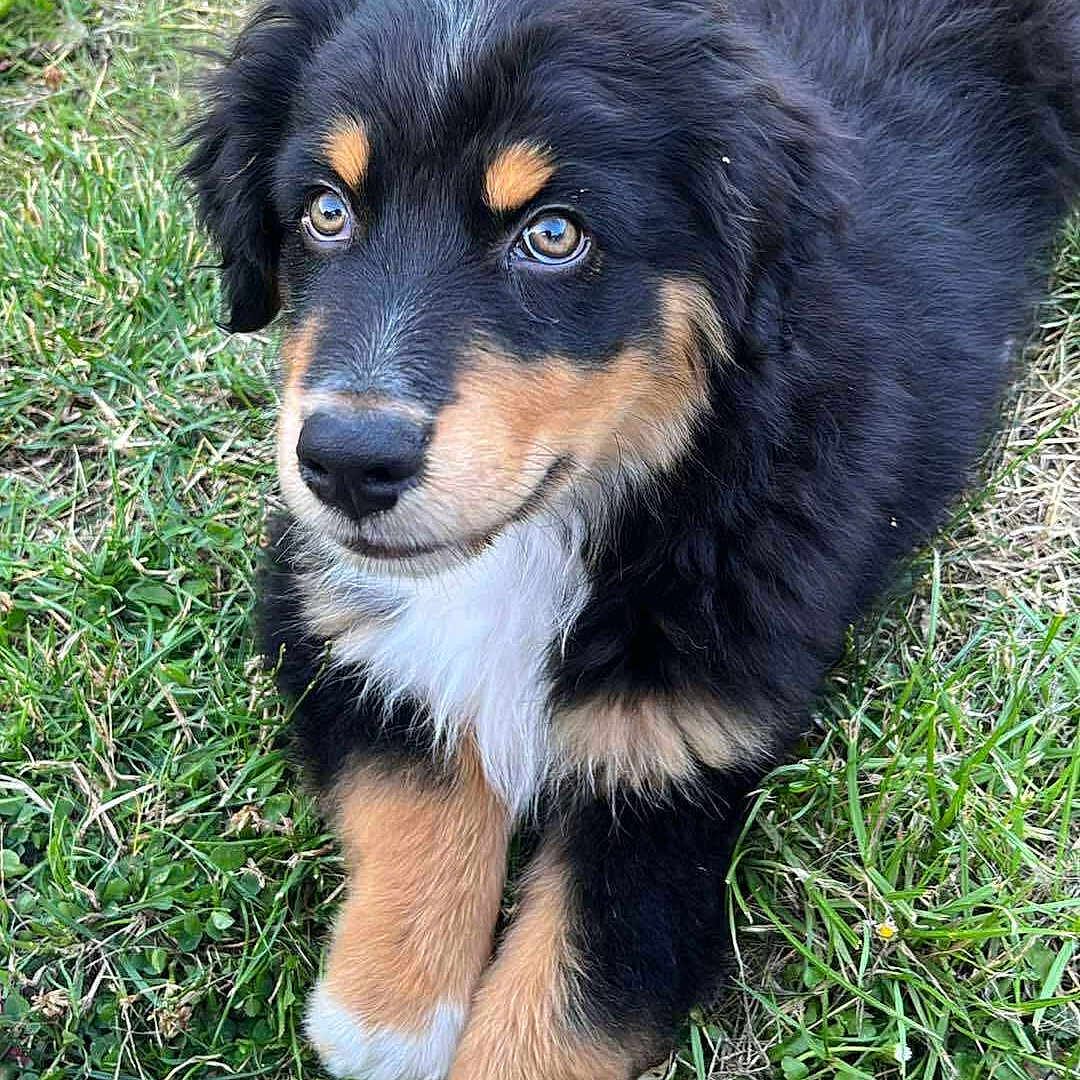 Rio participe au concours pour gagner de l'argent avec cette photo : adorable, animal, black, brown, canine, cute, dog, eyes, fluffy, fur, grass, laying, nature, outdoor, pet, playful, portrait, puppy, white, young