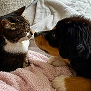 Lucette participe au concours pour gagner de l'argent avec cette photo : animal, blanket, cat, closeup, companionship, couch, cozy, cute, dog, domestic, friendship, furry, indoor, nose_touching, pet, puppy, relaxing, soft_texture, tabby_cat, warm