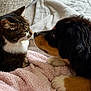 animal, blanket, cat, closeup, companionship, couch, cozy, cute, dog, domestic, friendship, furry, indoor, nose_touching, pet, puppy, relaxing, soft_texture, tabby_cat, warm