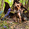 animal, canine, closeup, dog, flower, forest, greenery, ground, harness, leaf, moss, nature, outdoor, pet, purple_flower, sitting, small_dog, sunlight, tree, woodland