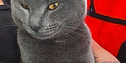 Jack is registered to the contest to win money with this photo: cat, gray_cat, pet, animal, feline, yellow_eyes, tattoo, arm, person, lap, closeup, indoor, blanket, red, black, fur, whiskers, relaxed, cozy, comfort