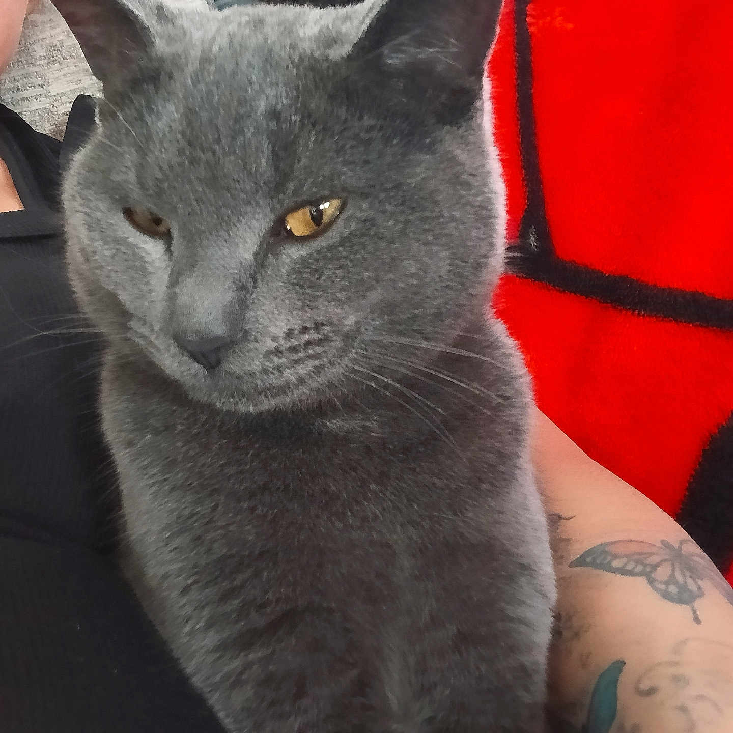 Jack is registered to the contest to win money with this photo: animal, arm, black, blanket, cat, closeup, comfort, cozy, feline, fur, gray_cat, indoor, lap, person, pet, red, relaxed, tattoo, whiskers, yellow_eyes