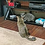carpet, cat, cozy, curious, digital_clock, electronics, feline, floor, gray_cat, home, household_items, indoor, living_room, pet, resting, rug, shelf, tabby_cat, television, wooden_floor