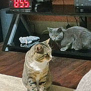 Gizmo is registered to the contest to win money with this photo: animal, carpet, cat, cozy, curious, digital_clock, domestic_animal, floor, fur, furniture, gray_cat, household, indoor, pets, relaxing, shelf, tabby_cat, technology, time_display, whiskers