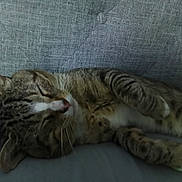 Gizmo joined the competition — help win amazing prizes! cat, tabby, sleeping, pet, feline, whiskers, paw, fur, relaxed, indoor, resting, closeup, animal, mammal, cute, cozy, home, soft, texture, gray