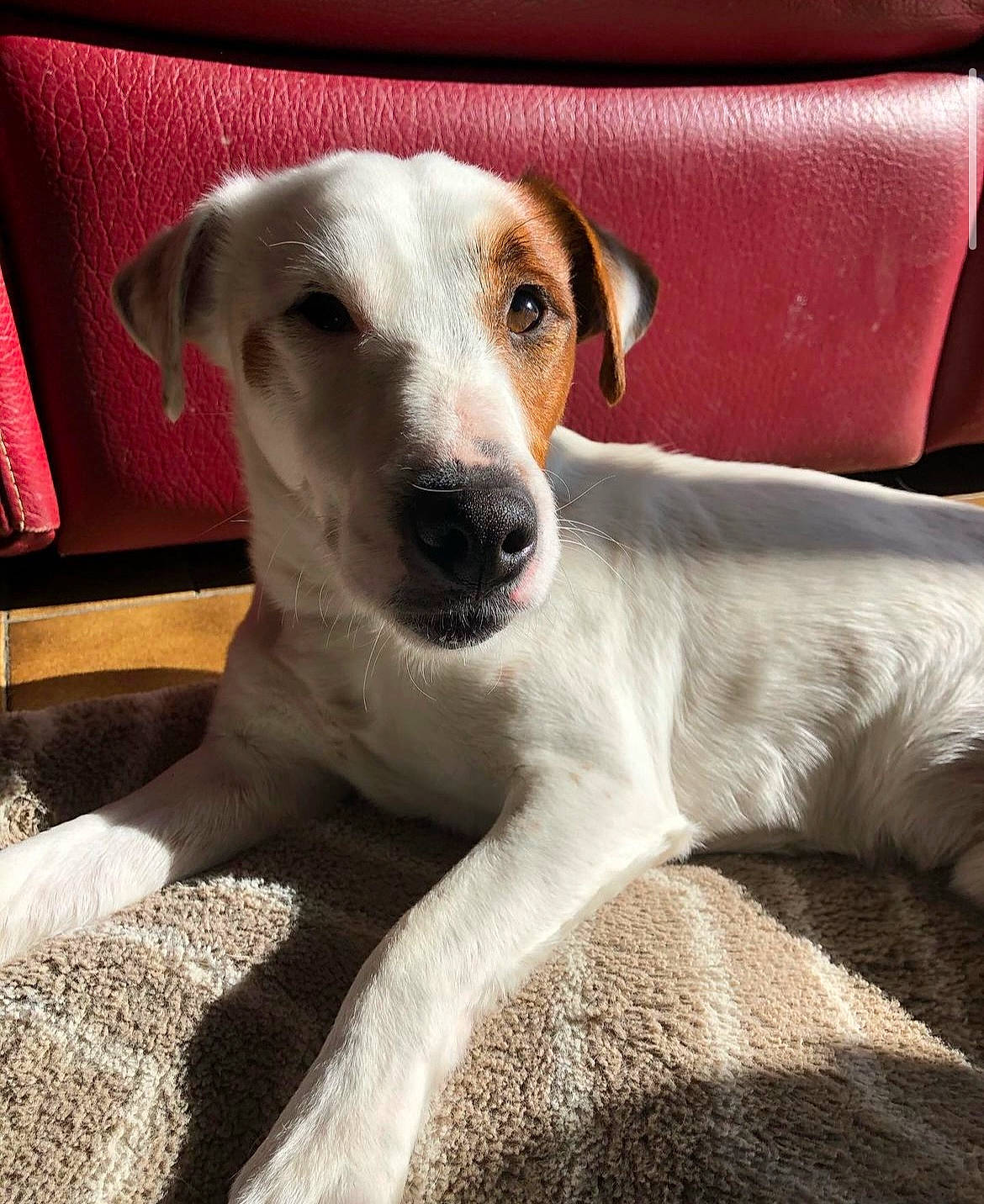 Newton a rejoint le concours — aidez-le/la à gagner de superbes lots ! ancient_dog_breeds, canidae, carnivore, collar, comfort, companion_dog, dog, dog_breed, dog_collar, fawn, metal, non_sporting_group, sighthound, snout, sporting_group, terrestrial_animal, whiskers, working_animal