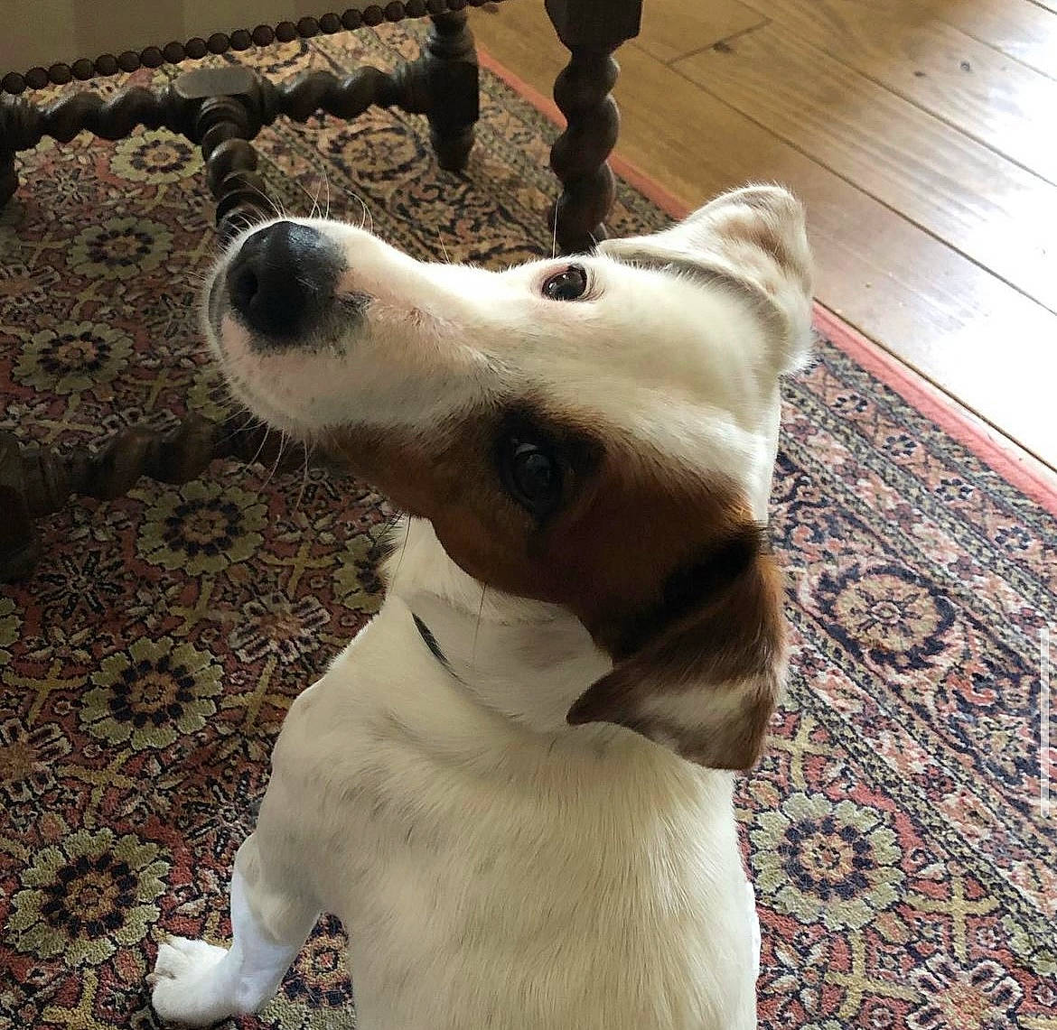 Newton participe au concours pour gagner de l'argent avec cette photo : canidae, carnivore, collar, companion_dog, dog, dog_breed, dog_collar, dog_supply, fawn, flooring, fur, hardwood, pet_supply, snout, sporting_group, tail, tile_flooring, whiskers, wood, working_animal