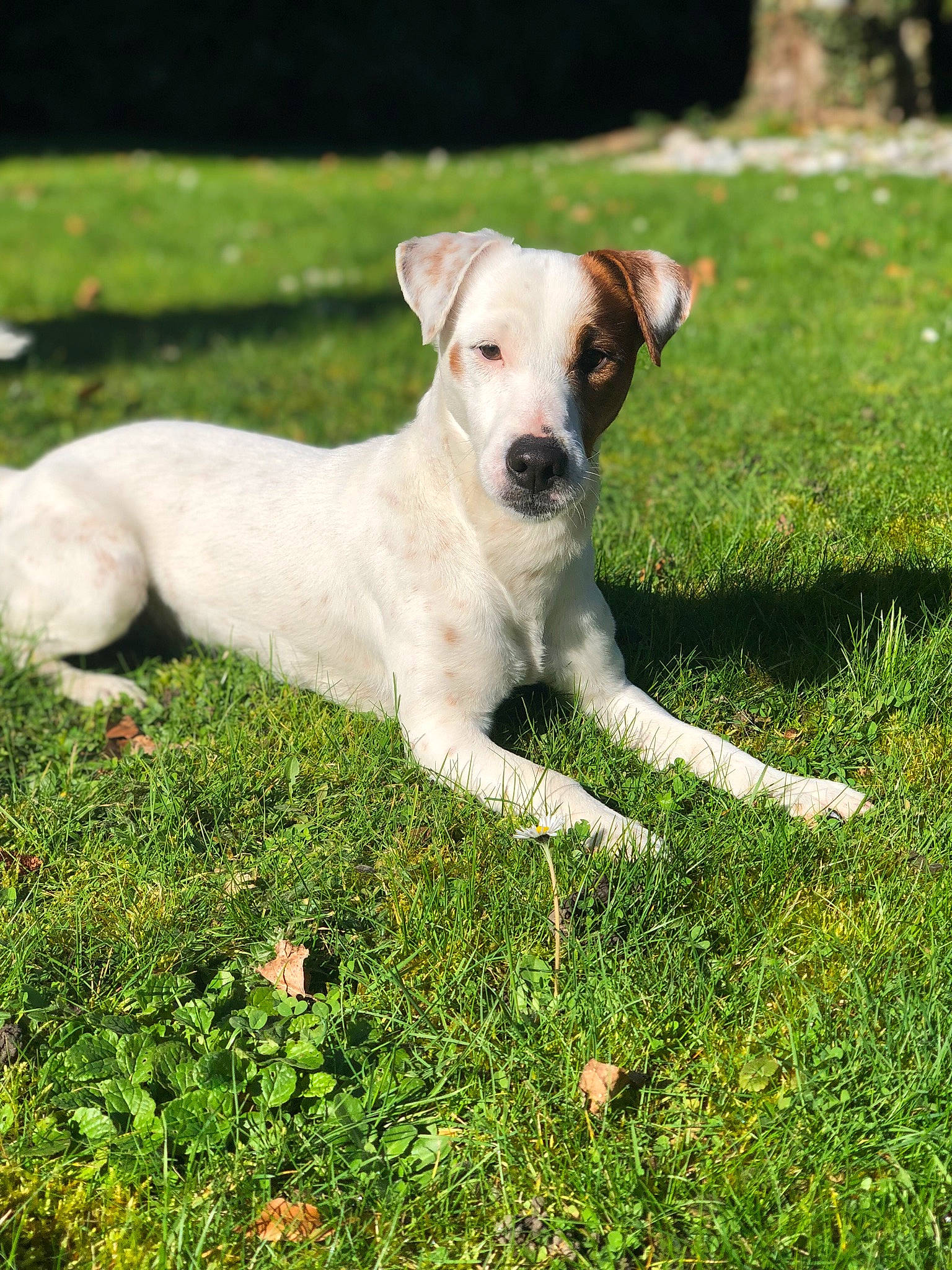 Newton participe au concours pour gagner de l'argent avec cette photo : canidae, carnivore, collar, companion_dog, dog, dog_breed, dog_collar, dog_supply, fawn, grass, grassland, groundcover, lawn, pet_supply, plant, puppy, snout, sporting_group, tail, working_animal