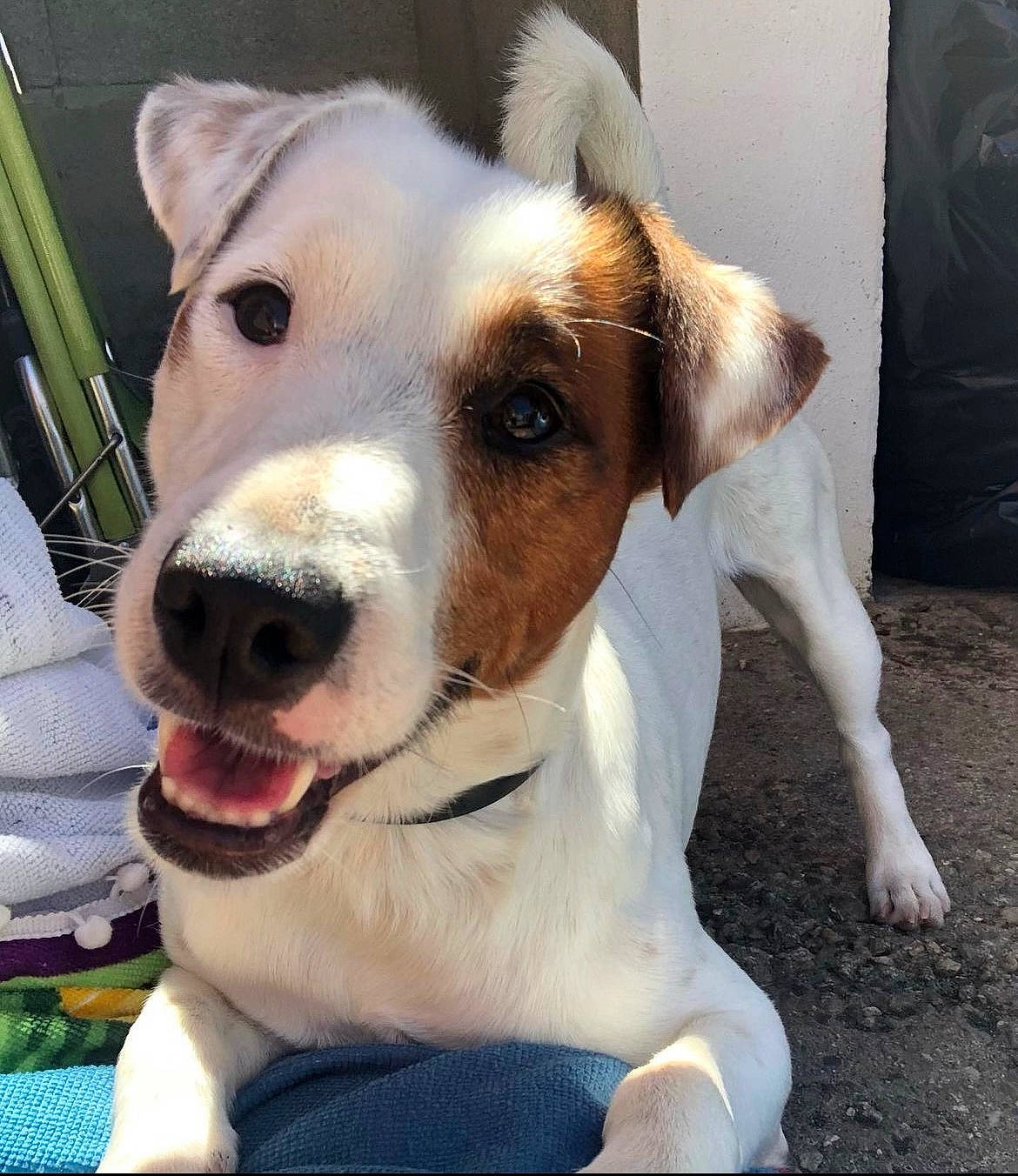 Newton participe au concours pour gagner de l'argent avec cette photo : ancient_dog_breeds, canidae, carnivore, collar, companion_dog, dog, dog_breed, dog_collar, fur, irishjacks, leash, non_sporting_group, pet_supply, snout, sporting_group, street_dog, terrier, whiskers, working_animal, working_dog