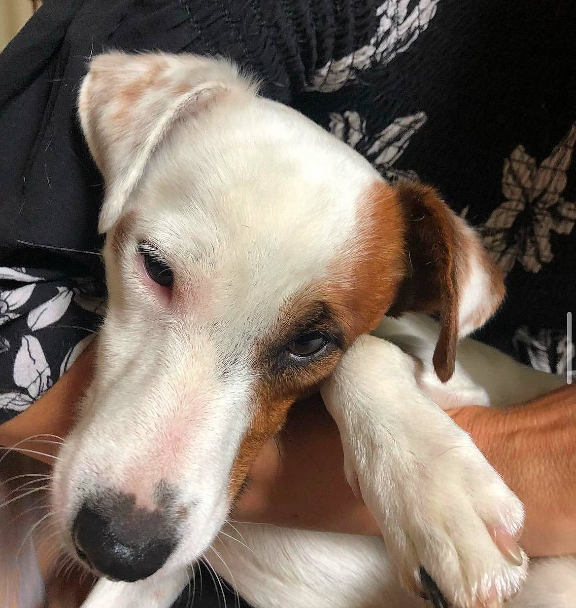 Newton a rejoint le concours — aidez-le/la à gagner de superbes lots ! canidae, carnivore, collar, comfort, companion_dog, dog, dog_breed, ear, fawn, fur, non_sporting_group, snout, sporting_group, terrestrial_animal, whiskers, working_animal