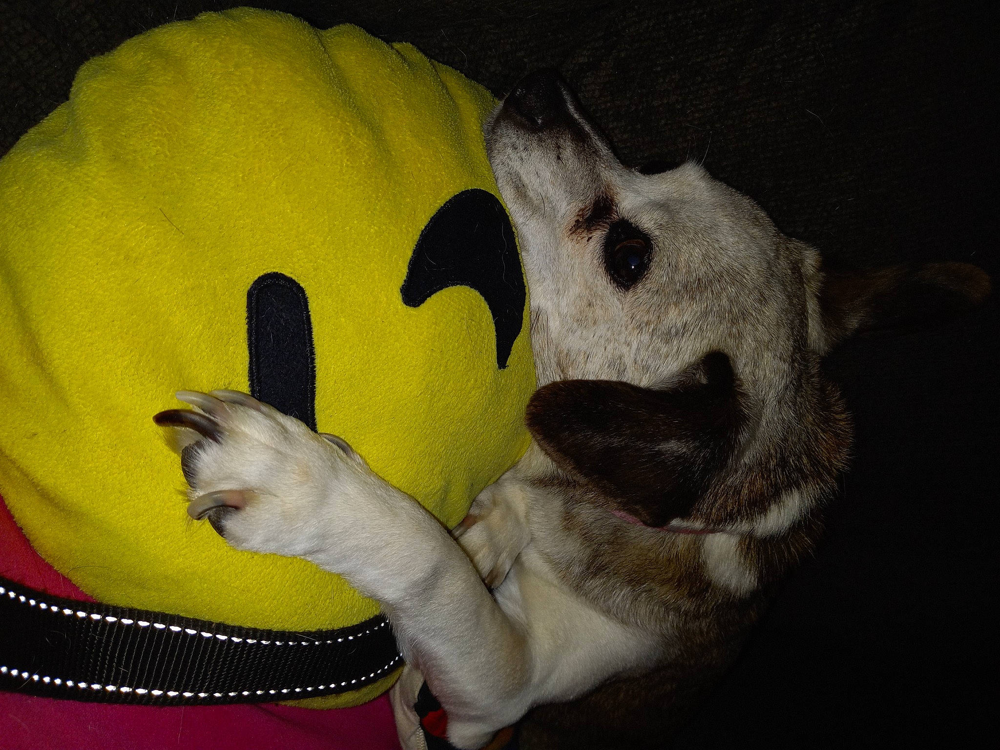 Tilly is registered to the contest to win money with this photo: animation, art, carnivore, companion_dog, dog, dog_breed, fawn, fictional_character, fun, fur, gesture, happy, petal, plant, plush, stuffed_toy, toy, visual_arts, whiskers, wildlife