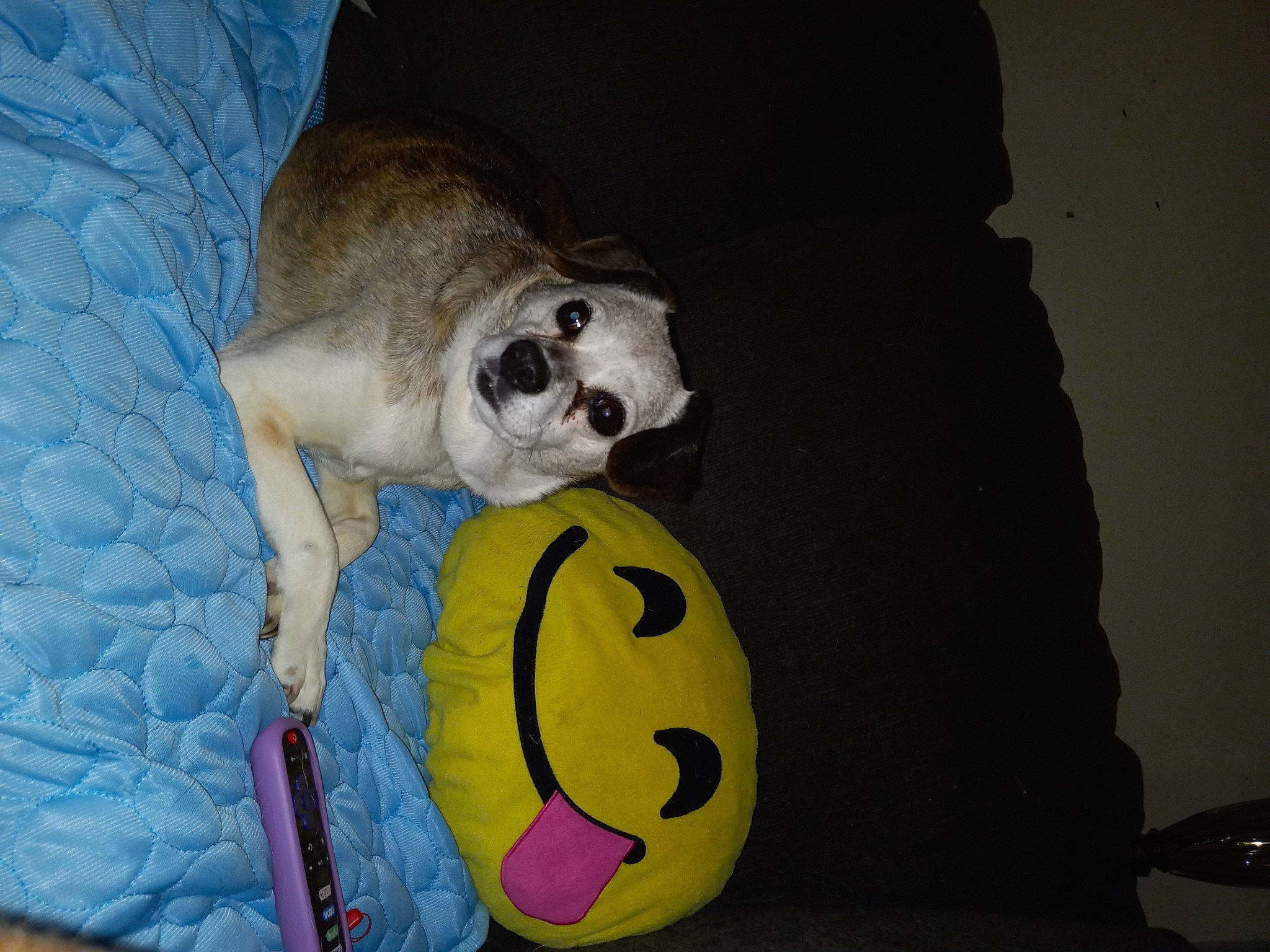 Tilly joined the competition — help win amazing prizes! ball, carnivore, comfort, companion_dog, dog, dog_breed, emoticon, fawn, fur, paw, smile, snout, sporting_group, sports_toy, stuffed_toy, tail, terrestrial_animal, toy, whiskers, working_animal