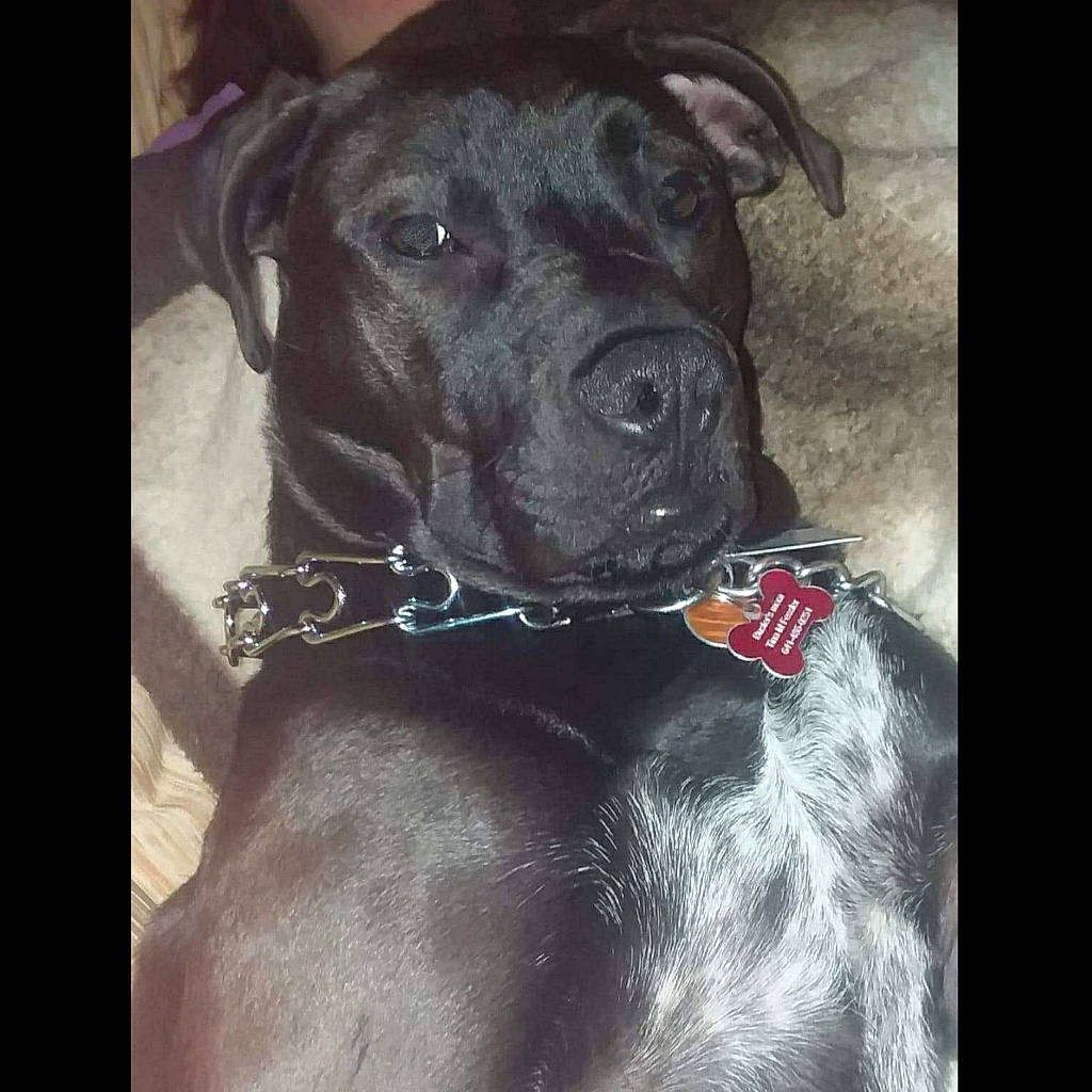 Buster is registered to the contest to win money with this photo: borador, canidae, carnivore, collar, companion_dog, dog, dog_breed, dog_collar, fawn, fur, guard_dog, non_sporting_group, pet_supply, snout, sporting_group, whiskers, working_animal, working_dog