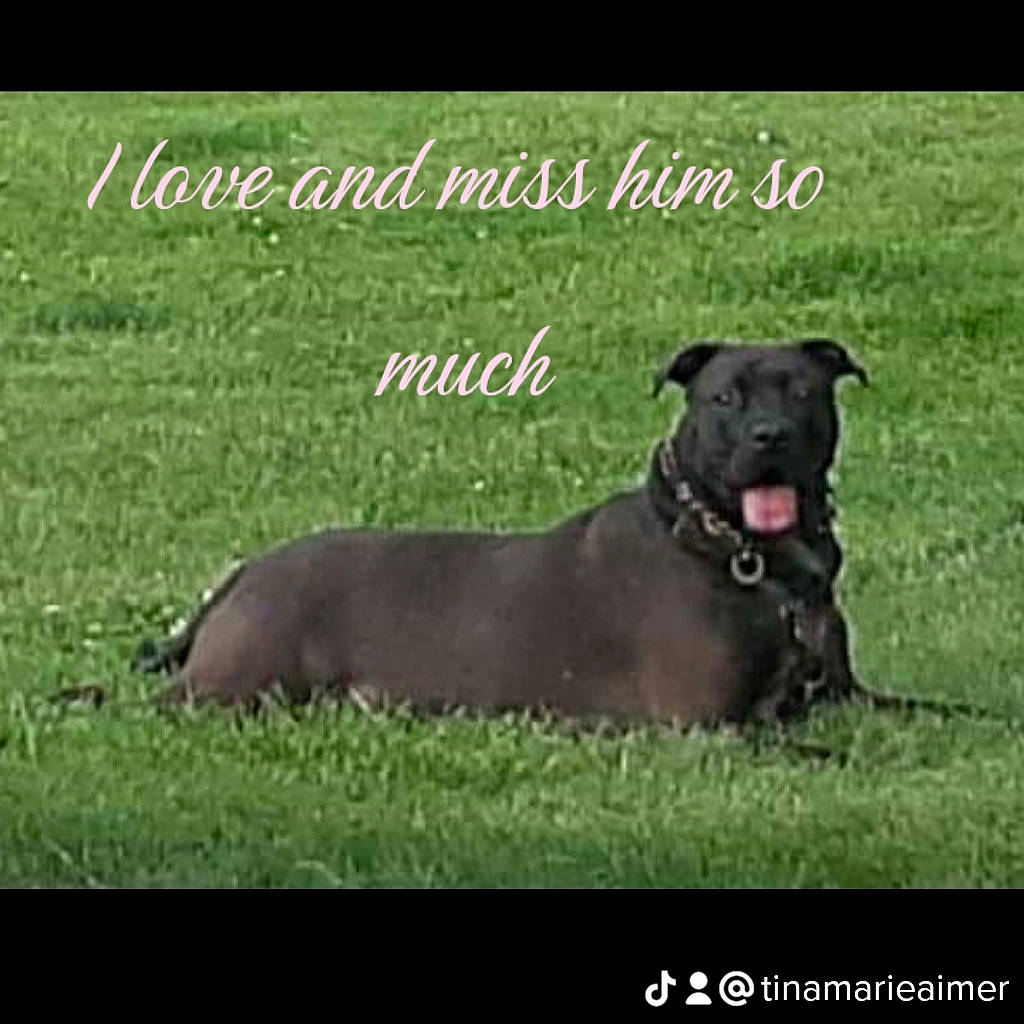 Buster is registered to the contest to win money with this photo: borador, canidae, carnivore, collar, companion_dog, dog, dog_breed, dog_collar, font, grass, gun_dog, happy, photo_caption, plant, sporting_group, terrestrial_animal, working_animal