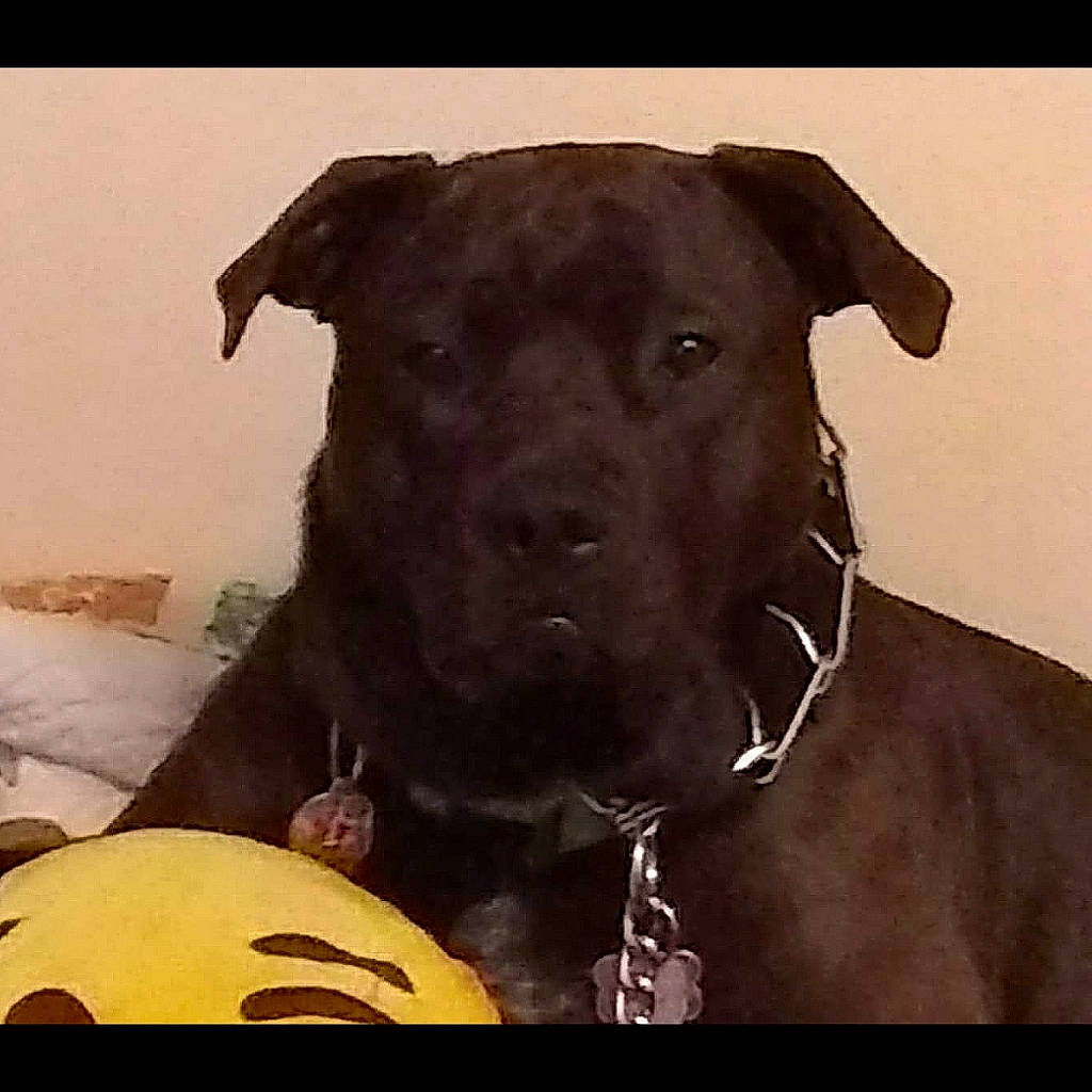 Buster joined the competition — help win amazing prizes! borador, canidae, carnivore, collar, companion_dog, dog, dog_breed, dog_collar, fawn, guard_dog, metal, non_sporting_group, pet_supply, snout, sporting_group, square, tints_and_shades, whiskers, working_animal, working_dog