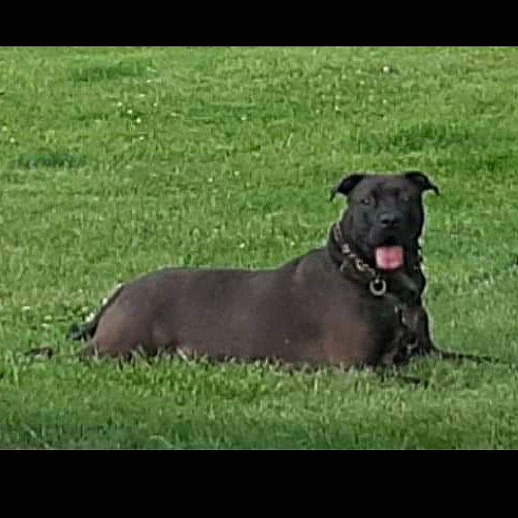 Buster joined the competition — help win amazing prizes! borador, canidae, carnivore, companion_dog, dog, dog_breed, grass, grassland, gun_dog, hunting_dog, plant, terrestrial_animal, watch, working_animal