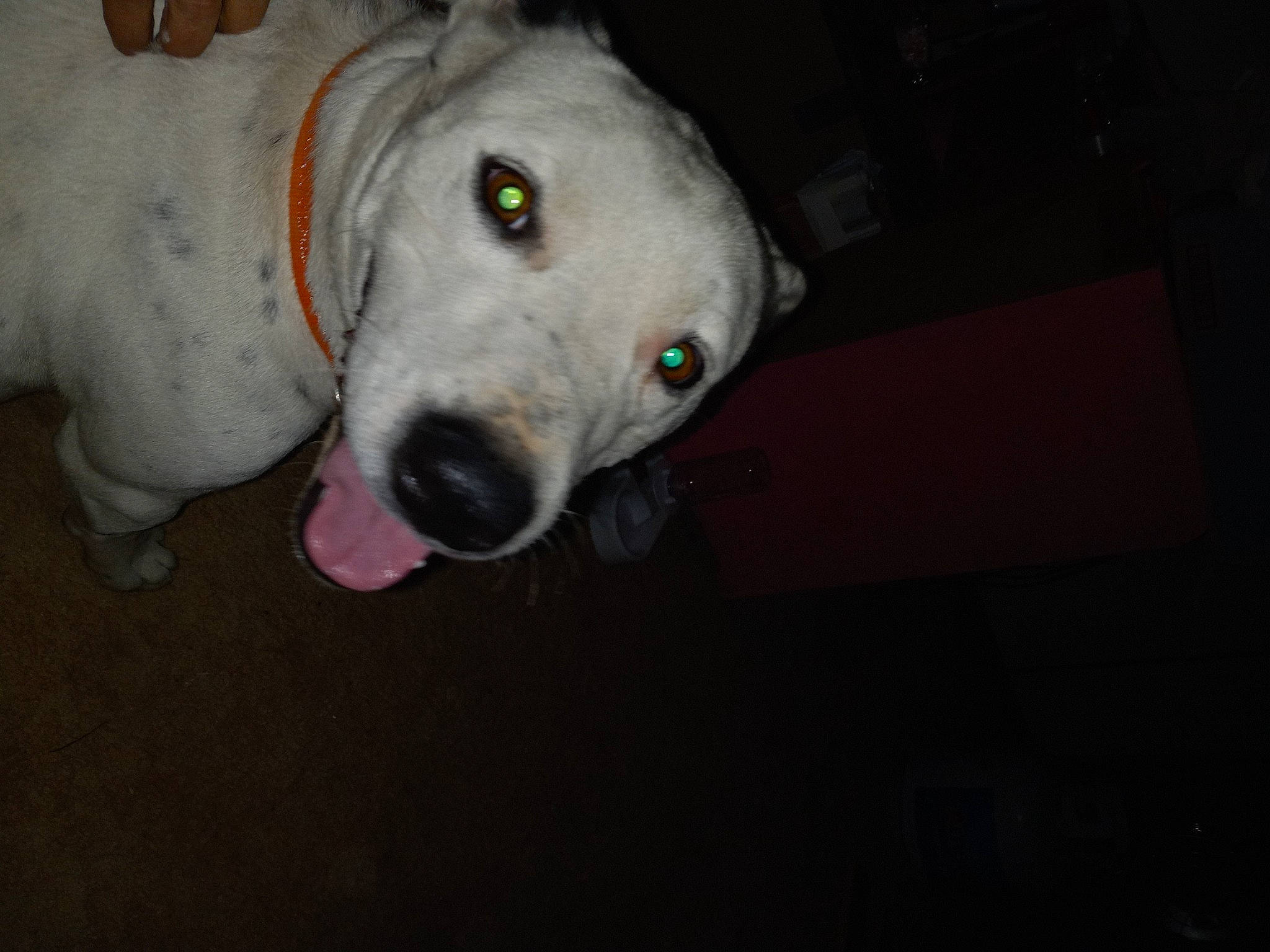 Jasper is registered to the contest to win money with this photo: canidae, carnivore, collar, companion_dog, dog, dog_breed, fawn, fur, non_sporting_group, sporting_group, terrestrial_animal, vertebrate, whiskers, working_animal