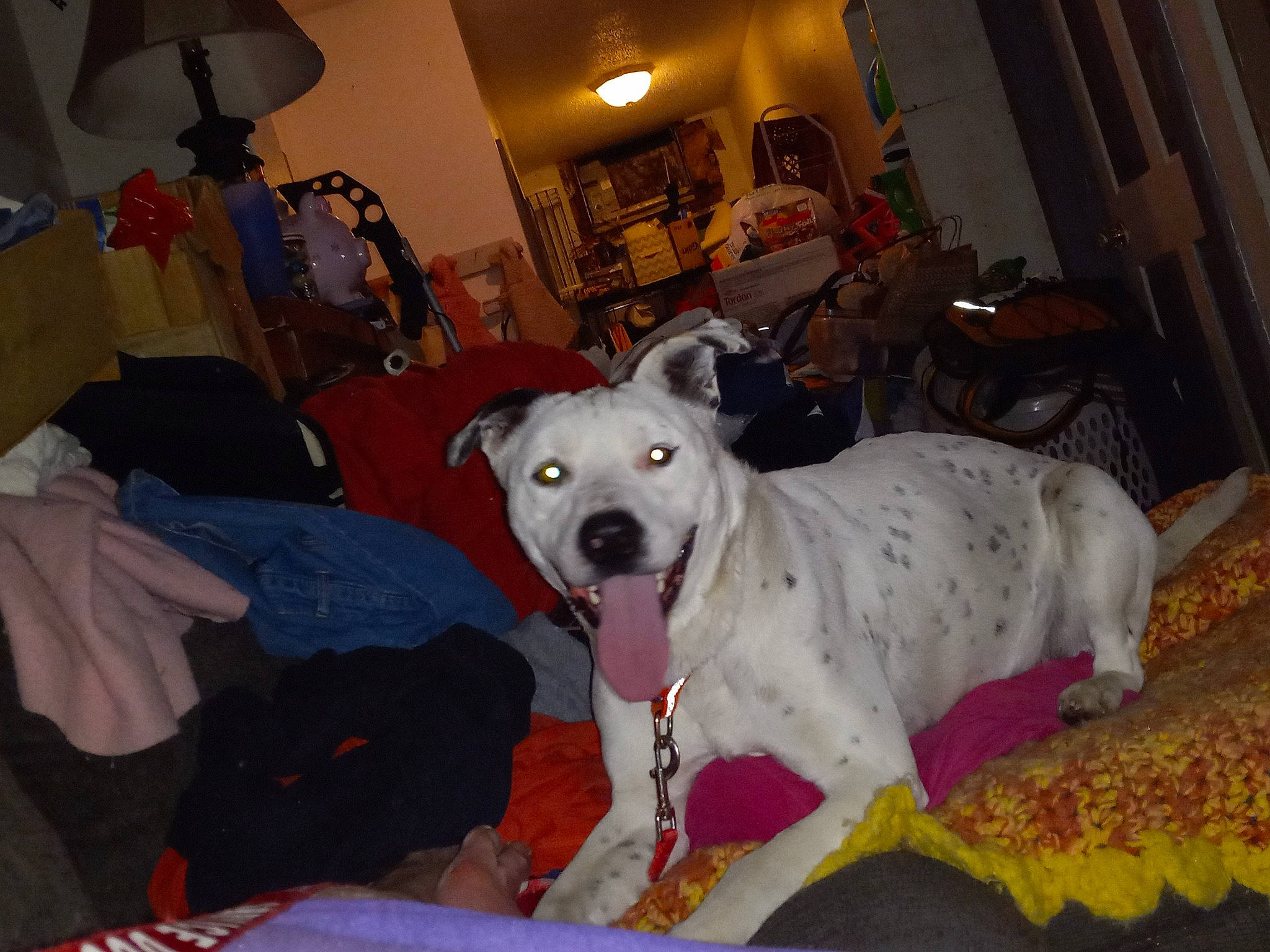 Jasper joined the competition — help win amazing prizes! canidae, carnivore, collar, comfort, companion_dog, dog, dog_breed, dog_supply, fawn, flooring, fur, guard_dog, lamp, non_sporting_group, picture_frame, sporting_group, working_animal, working_dog