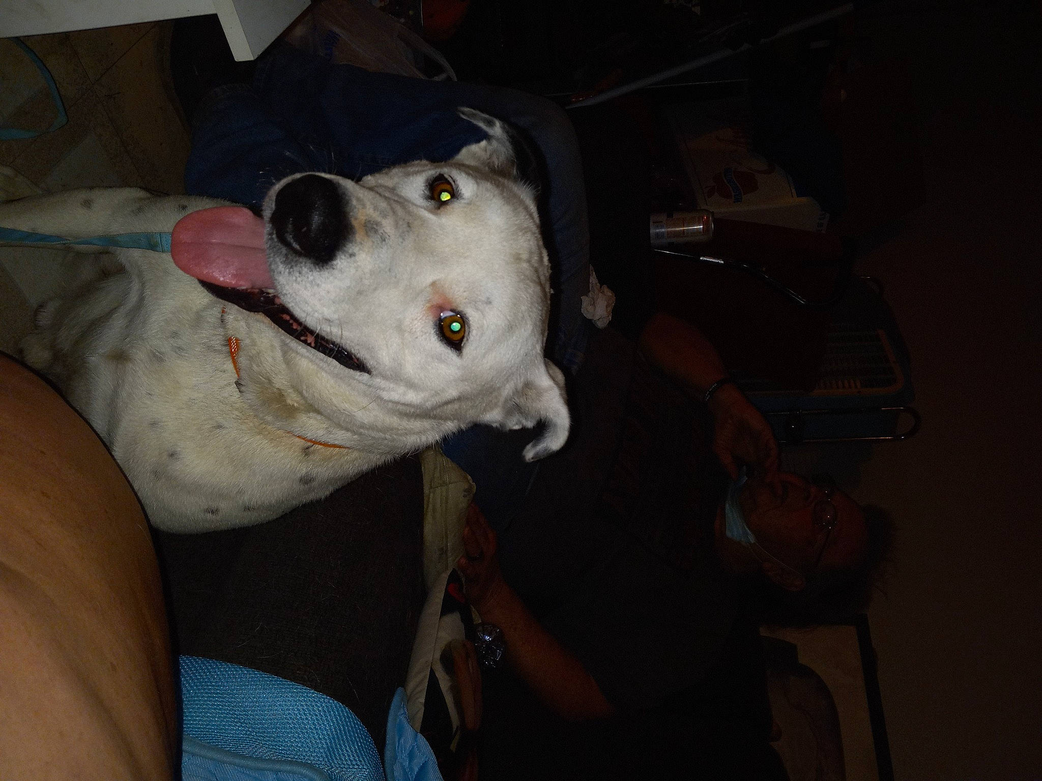 Jasper is registered to the contest to win money with this photo: canidae, carnivore, collar, companion_dog, dog, dog_breed, fang, fawn, jaw, non_sporting_group, snout, sporting_group, working_animal