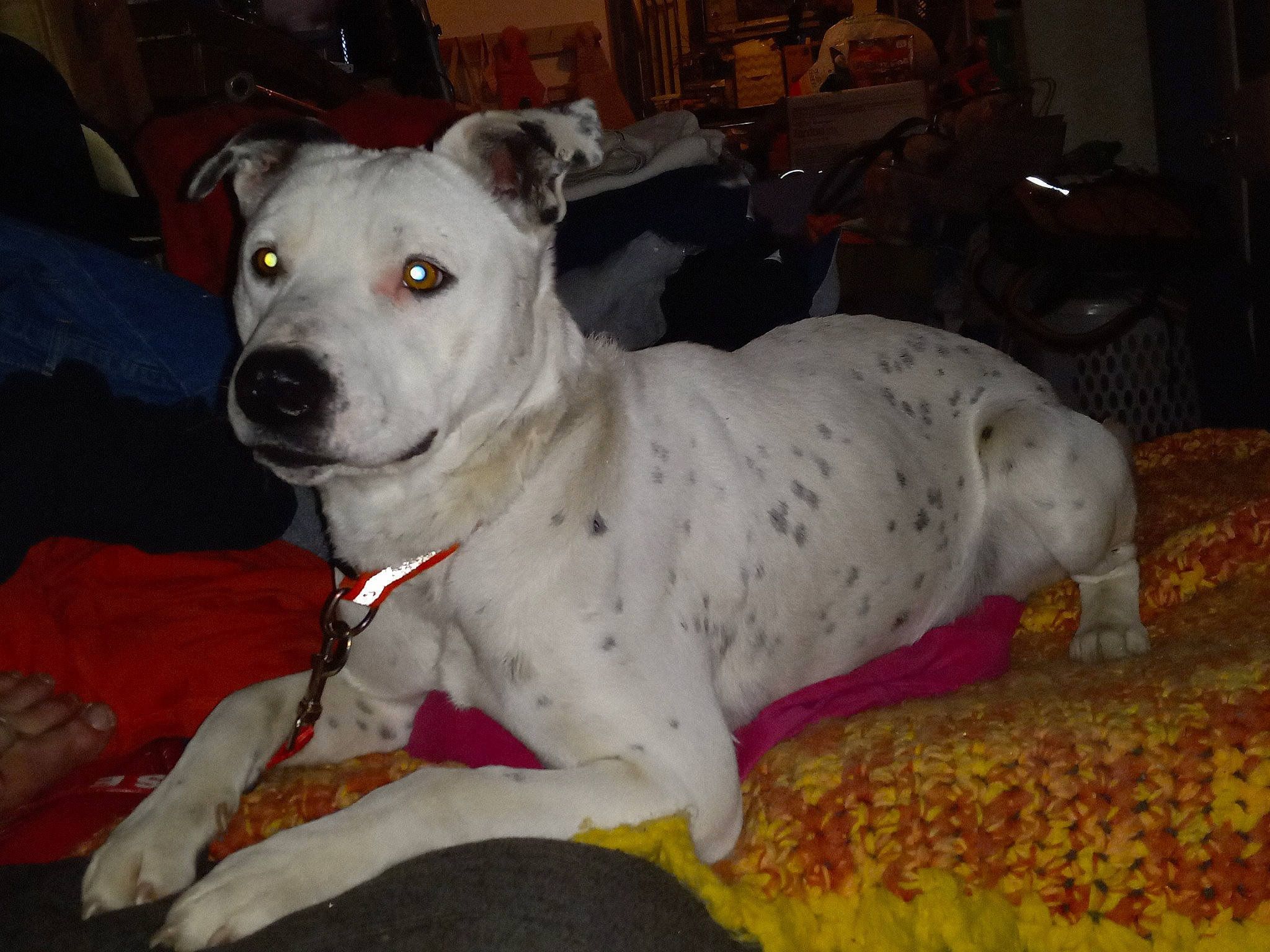 Jasper joined the competition — help win amazing prizes! canidae, carnivore, collar, companion_dog, dog, dog_breed, dog_collar, dog_supply, fawn, guard_dog, non_sporting_group, pet_supply, sporting_group, whiskers, working_animal, working_dog