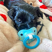 Princess joined the competition — help win amazing prizes! puppy, dog, blanket, pacifier, cute, black_fur, pet, cozy, indoor, sleepy, soft, close_up, fur, animal, comfort, resting, baby_item, small, adorable, lying_down