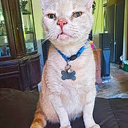Booboo joined the competition — help win amazing prizes! cat, animal, pet, indoor, collar, tag, orange_tabby, feline, sitting, fur, whiskers, ears, tail, home, furniture, cabinet, refrigerator, floor, domestic, closeup