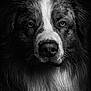 Vaïko participe au concours pour gagner de l'argent avec cette photo : animal, black_and_white, canine, close_up, dark_background, detailed, dog, expression, eyes, face, fur, majestic, muzzle, pet, portrait, portrait_photography, snout, studio_lighting, texture, whiskers