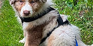Vaïko a rejoint le concours — aidez-le/la à gagner de superbes lots ! accessories, animal, canine, dog, field, goldenretriever, grass, herbal, herbs, husky, lawn, leash, nature, outdoors, pet, plant, puppy, strap, vegetation, yard