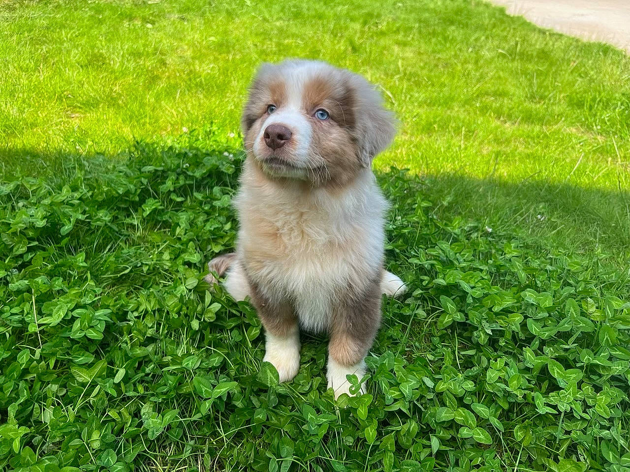 Vasko a rejoint le concours — aidez-le/la à gagner de superbes lots ! canidae, carnivore, companion_dog, dog, dog_breed, fawn, garden, grass, grass_family, grassland, groundcover, lawn, liver, plant, snout, sporting_group, terrestrial_animal, toy_dog, whiskers, working_animal