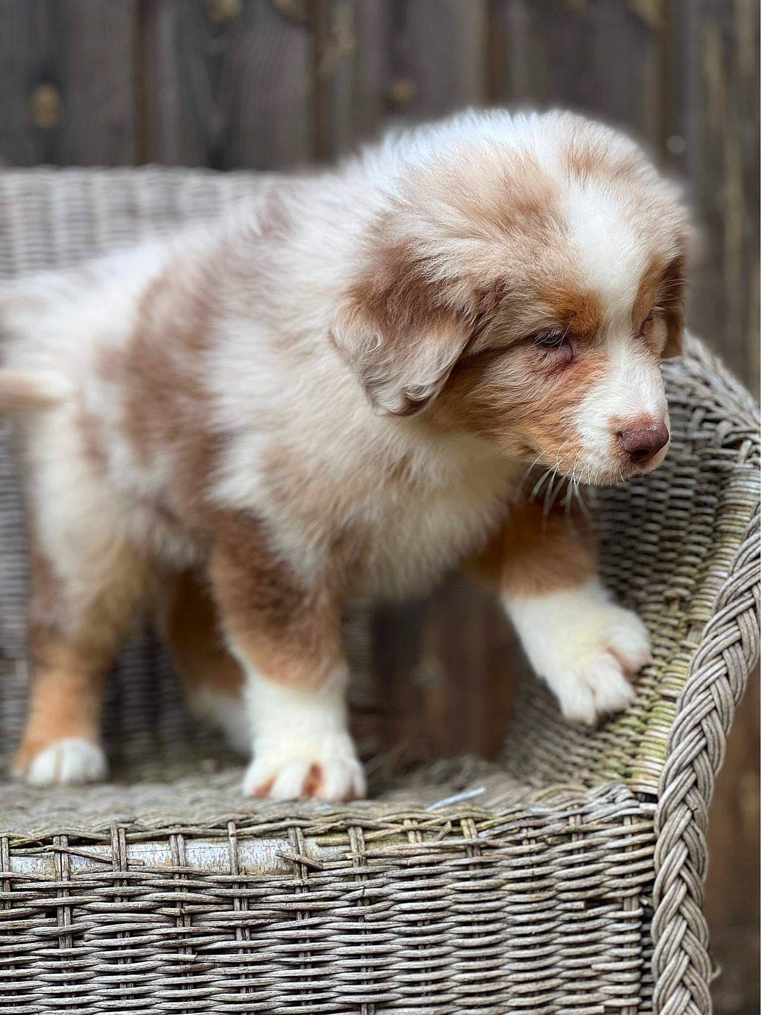 Vasko a rejoint le concours — aidez-le/la à gagner de superbes lots ! animal_shelter, basket, canidae, carnivore, companion_dog, dog, dog_breed, fawn, fur, liver, mesh, puppy, snout, sporting_group, storage_basket, terrestrial_animal, whiskers, wicker, wildlife, working_animal