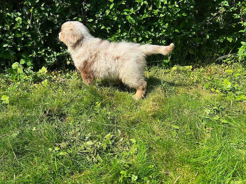 Vasko participe au concours pour gagner de l'argent avec cette photo : canidae, carnivore, companion_dog, dog, dog_breed, fawn, fur, grass, grassland, groundcover, gun_dog, liver, pasture, plant, shrub, sporting_group, tail, terrestrial_animal, wildlife, working_animal