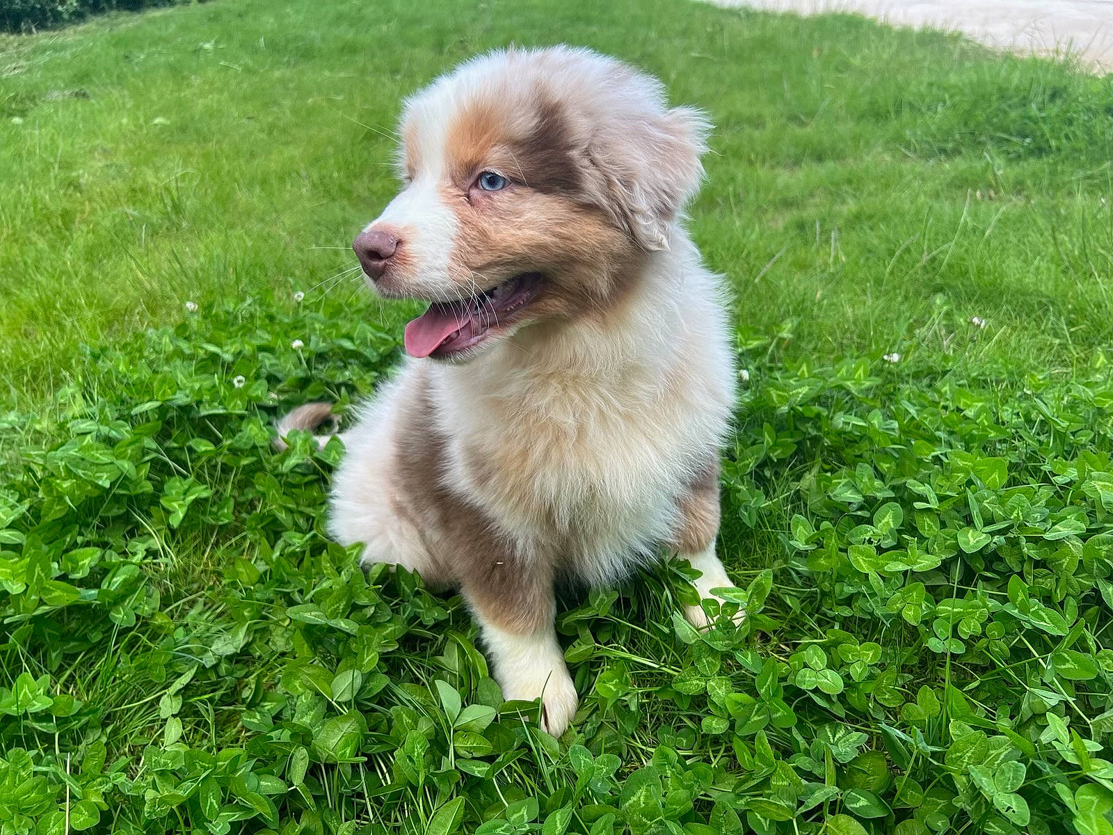 Vasko participe au concours pour gagner de l'argent avec cette photo : ancient_dog_breeds, canidae, carnivore, companion_dog, dog, dog_breed, fawn, grass, groundcover, non_sporting_group, plant, puppy, sporting_group, terrier, toy_dog, whiskers, working_animal, working_dog