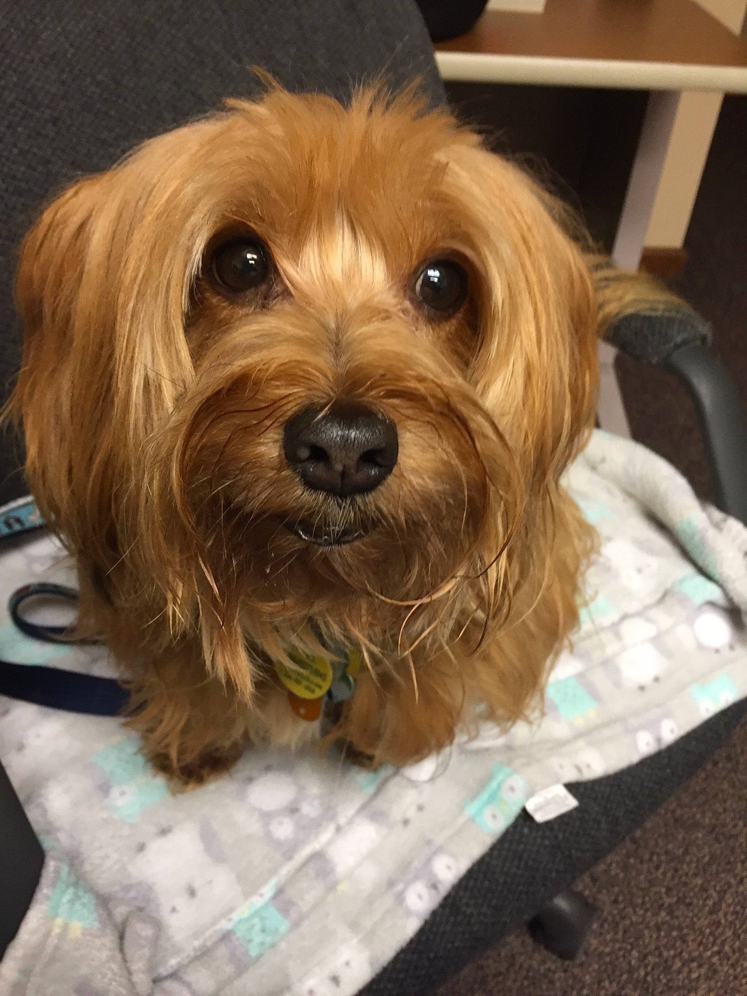 Snickerdoodle is registered to the contest to win money with this photo: biewer_terrier, canidae, carnivore, companion_dog, dog, dog_breed, firefighter, fur, liver, maltepoo, puppy, small_terrier, snout, sporting_group, terrier, toy_dog, yorkipoo