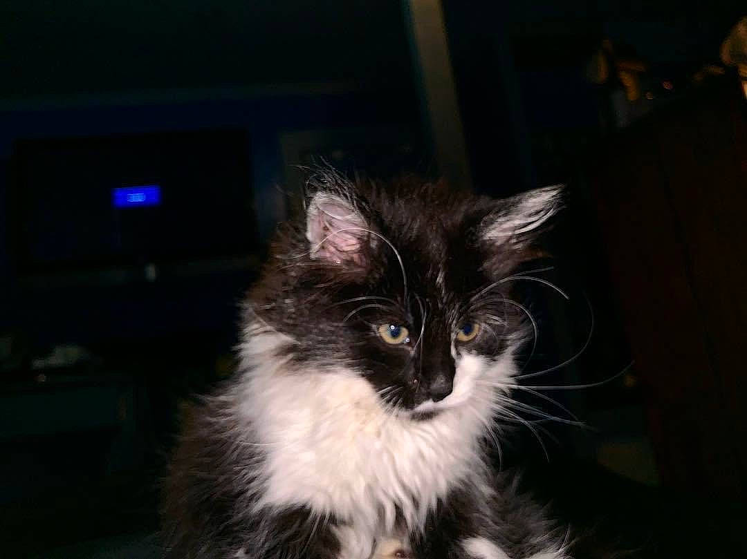 Gato is registered to the contest to win money with this photo: carnivore, cat, darkness, domestic_short_haired_cat, felidae, fur, small_to_medium_sized_cats, snout, tail, whiskers