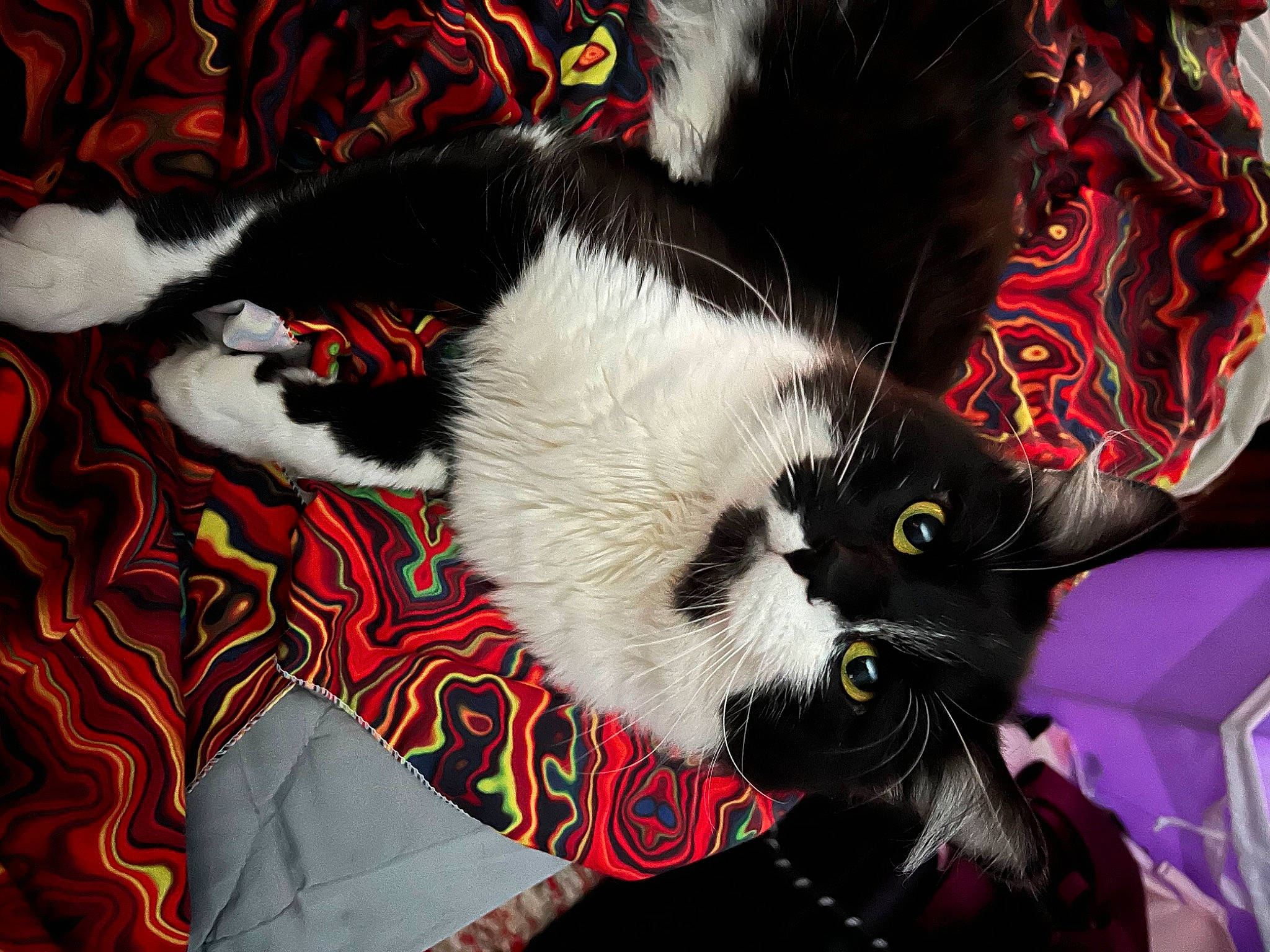 Gato joined the competition — help win amazing prizes! art, carmine, carnivore, cat, claw, event, felidae, fur, graphics, natural_material, painting, pattern, paw, small_to_medium_sized_cats, tail, textile, visual_arts, whiskers