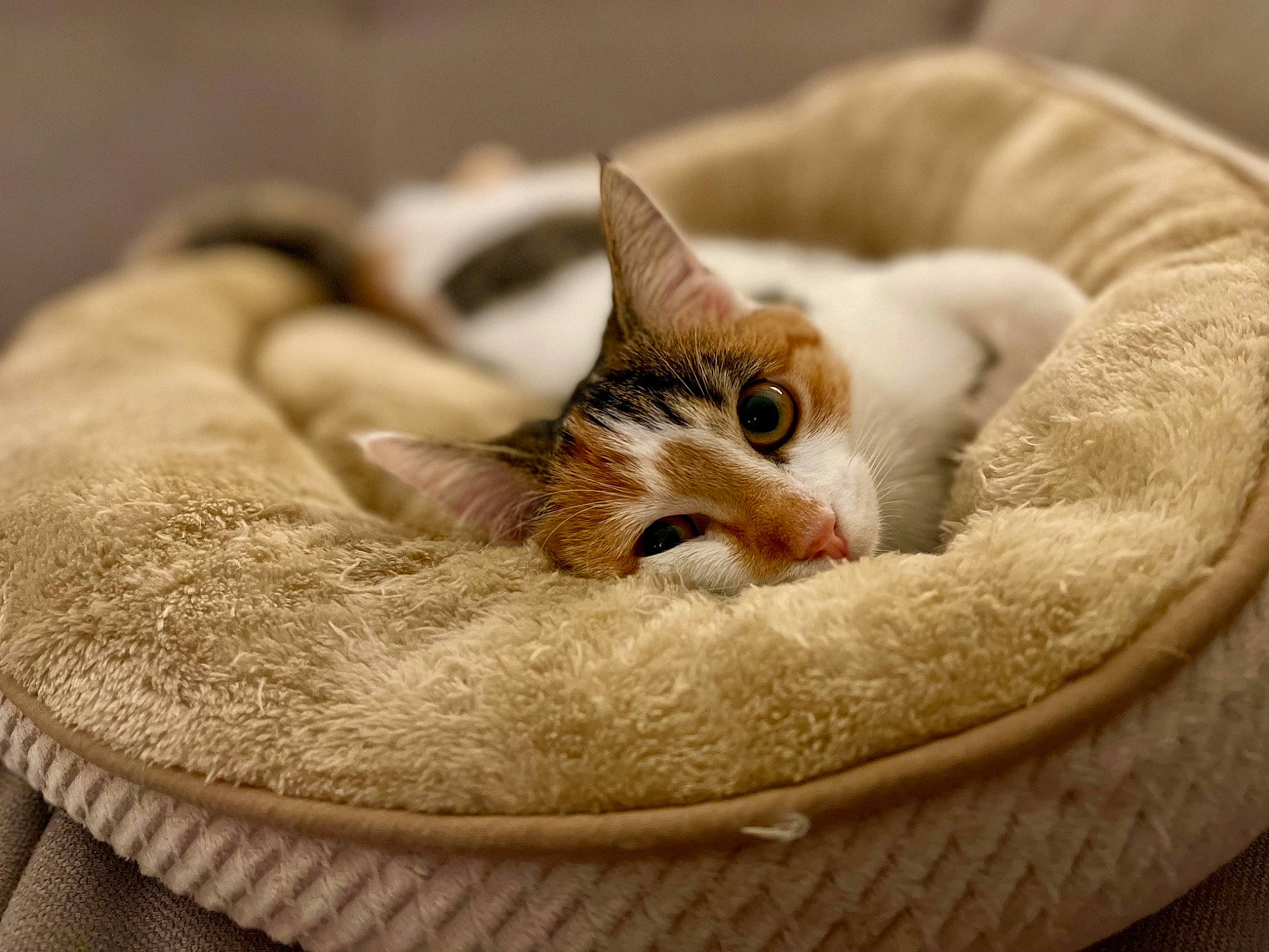 Puka participe au concours pour gagner de l'argent avec cette photo : bedding, carnivore, cat, cat_bed, cat_furniture, cat_supply, close_up, comfort, couch, domestic_short_haired_cat, eye, fawn, felidae, fur, linens, paw, pet_supply, small_to_medium_sized_cats, snout, whiskers