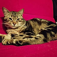 Tigroo Cat participe au concours pour gagner de l'argent avec cette photo : abyssinian, animal, architecture, blanket, building, cat, chair, couch, cushion, furniture, homedecor, indoors, kitten, livingroom, manx, person, pet, purple, room, sleeping